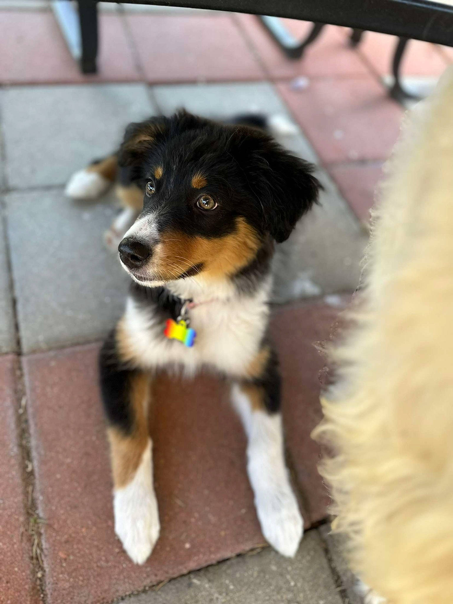 Sersi is registered to the contest to win money with this photo: australian_collie, canidae, carnivore, collar, collie, companion_dog, dog, dog_breed, dog_supply, flooring, fur, herding_dog, pet_supply, snout, sporting_group, tail, terrestrial_animal, whiskers, working_animal, working_dog