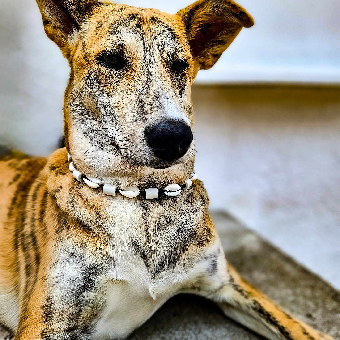 Zuina participe au concours pour gagner de l'argent avec cette photo : accessories, animal, bodypart, canine, collar, dog, germanshepherd, hound, jewelry, leash, mouth, person, pet, pointer, puppy, redwolf, snout, strap, whitedog, wolf