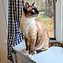 animal, blue_eyes, cat, checkered_curtain, curtain, daylight, domestic_cat, feline, fur, home, indoor, looking_outside, paws, pet, siamese_cat, sitting, tail, whiskers, window, windowsill