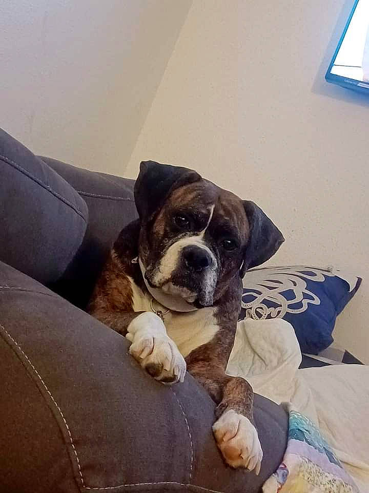 Bella joined the competition — help win amazing prizes! bored, canidae, carnivore, chair, comfort, companion_dog, couch, dog, dog_breed, fawn, flooring, fur, paw, puggle, sitting, snout, sporting_group, tints_and_shades, window, working_animal