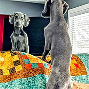 Indi joined the competition — help win amazing prizes! animal, bed, blinds, colorful, curious, dog, furniture, gray_fur, hind_legs, home, indoor, looking, mirror, pattern, pet, quilt, reflection, room, standing, window