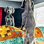 animal, bed, blinds, colorful, curious, dog, furniture, gray_fur, hind_legs, home, indoor, looking, mirror, pattern, pet, quilt, reflection, room, standing, window