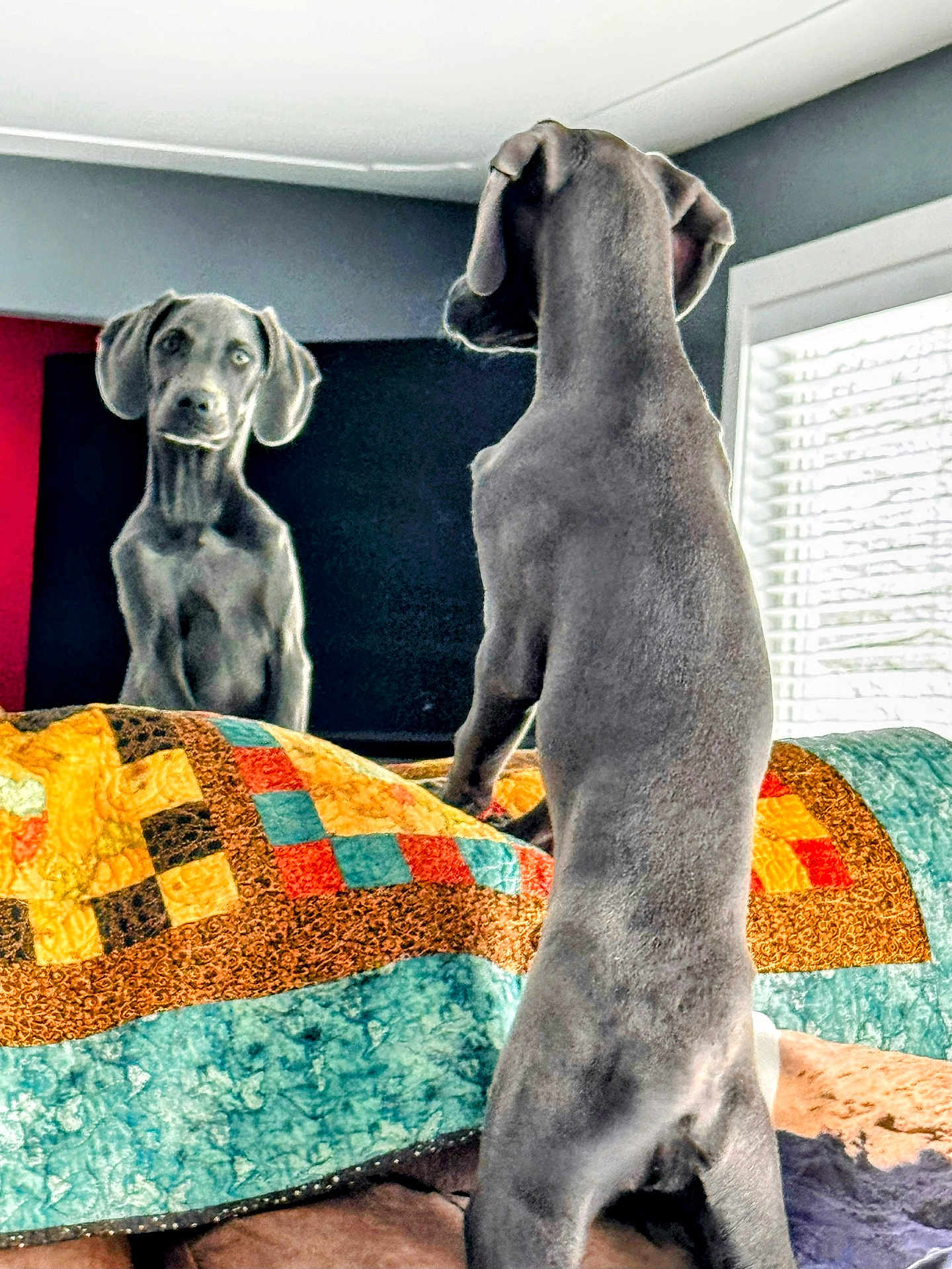 Indi
