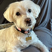 Jipie participe au concours pour gagner de l'argent avec cette photo : dog, pet, white_fur, collar, tag, close_up, portrait, eyes, nose, whiskers, couch, indoor, sitting, paw, fur_texture, adorable, looking_at_camera, soft_light, background_blur, relaxed