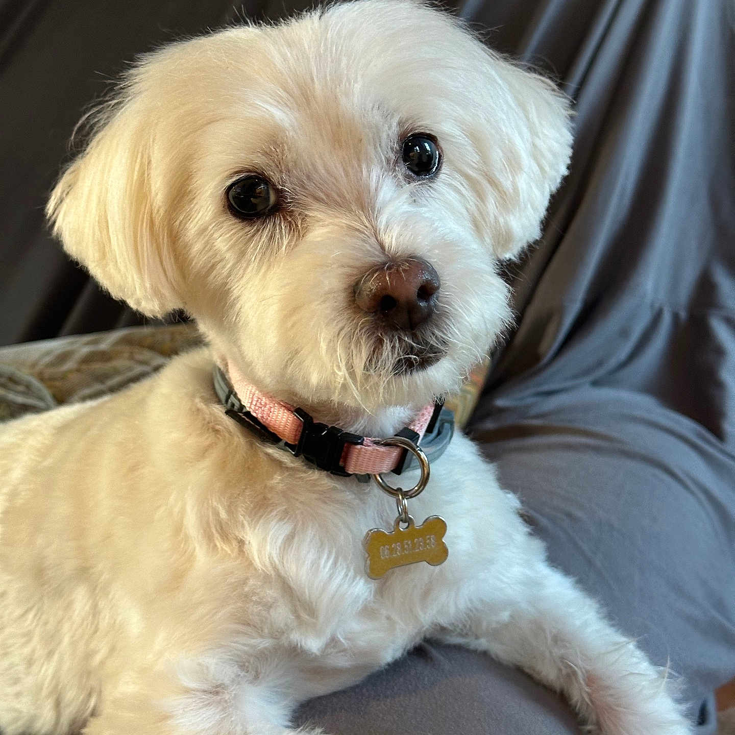 Jipie participe au concours pour gagner de l'argent avec cette photo : adorable, background_blur, close_up, collar, couch, dog, eyes, fur_texture, indoor, looking_at_camera, nose, paw, pet, portrait, relaxed, sitting, soft_light, tag, whiskers, white_fur