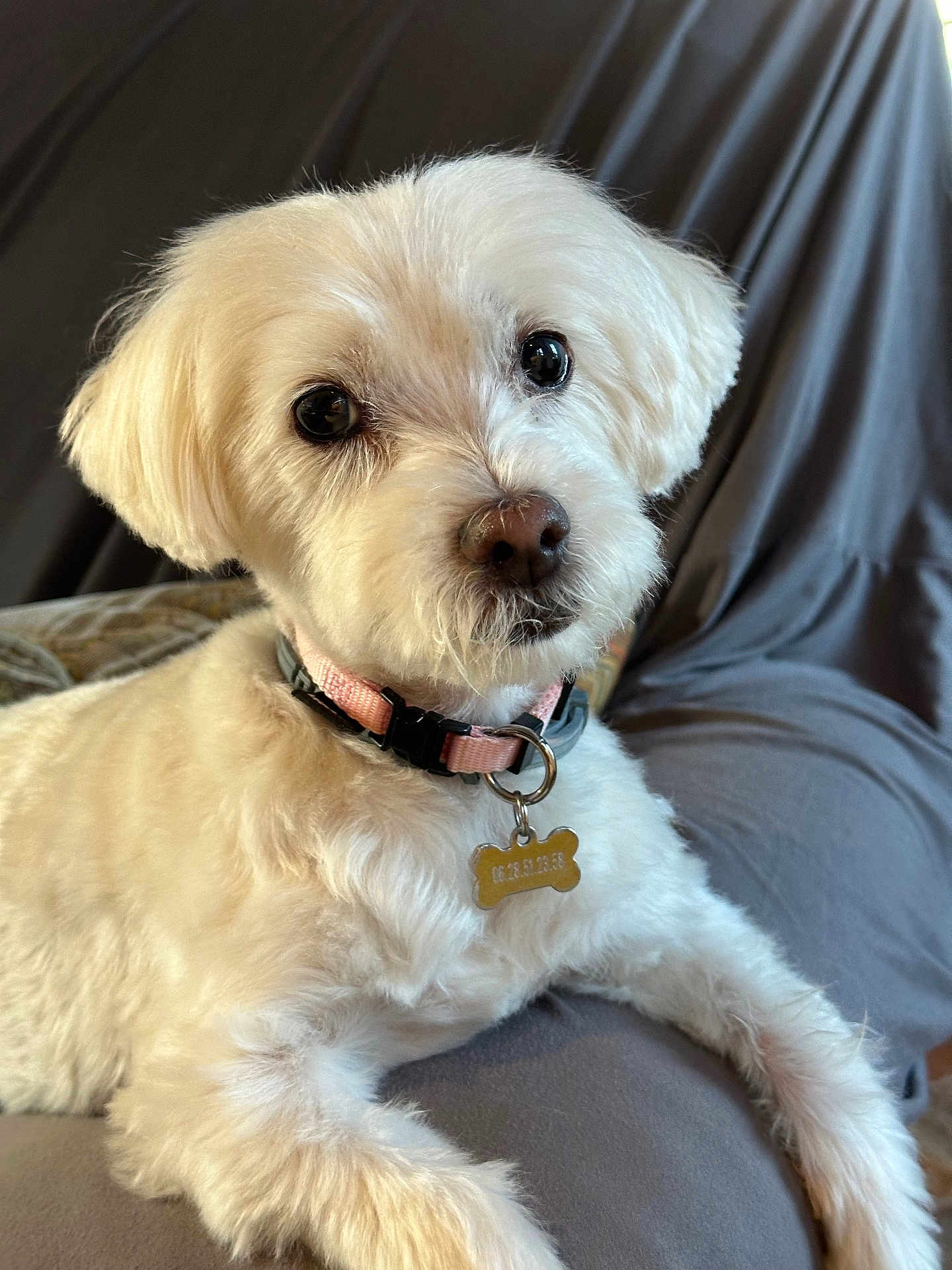 Jipie participe au concours pour gagner de l'argent avec cette photo : dog, pet, white_fur, collar, tag, close_up, portrait, eyes, nose, whiskers, couch, indoor, sitting, paw, fur_texture, adorable, looking_at_camera, soft_light, background_blur, relaxed
