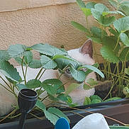 Brume a rejoint le concours — aidez-le/la à gagner de superbes lots ! cat, kitten, white_cat, brown_patches, animal, face, ears, peeking, hiding, strawberry_plant, leaves, greenery, potted_plant, garden, planter, watering_can, garden_tools, outdoor, wall, portrait