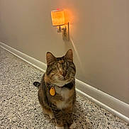Irie is registered to the contest to win money with this photo: animal, calm, cat, collar, cute, domestic_cat, feline, floor, indoor, light, nightlight, pet, plug, serene, sitting, socket, speckled_floor, tabby, tag, wall
