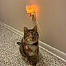 animal, calm, cat, collar, cute, domestic_cat, feline, floor, indoor, light, nightlight, pet, plug, serene, sitting, socket, speckled_floor, tabby, tag, wall