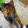 Irie joined the competition — help win amazing prizes! animal, brown_fur, cardboard_box, cat, close_up, colorful, cute, domestic_animal, feline, floor, indoor, paws, pet, speckled_floor, stretching, striped, tabby, toy, whiskers, white_paws