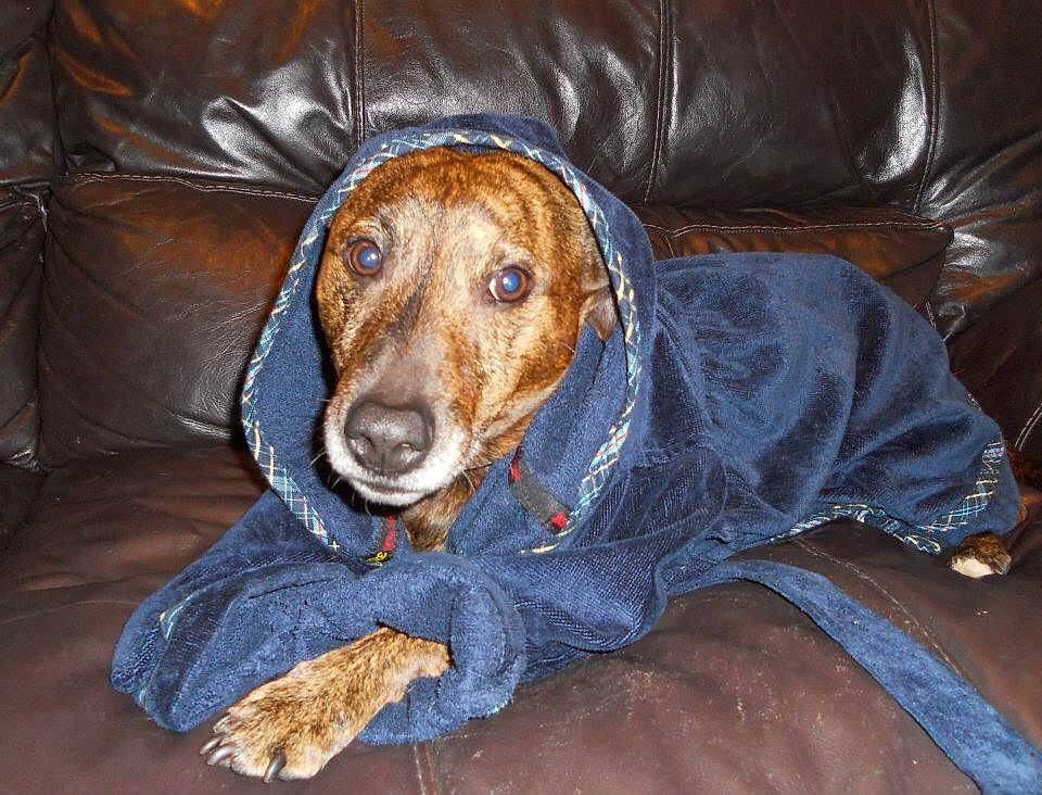 Jack is registered to the contest to win money with this photo: brown, canidae, carnivore, comfort, companion_dog, couch, dog, dog_breed, dog_supply, fawn, fur, hunting_dog, liver, pet_supply, snout, sporting_group, whiskers, working_animal