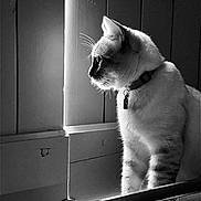 Sayan participe au concours pour gagner de l'argent avec cette photo : cat, animal, pet, window, black_and_white, indoor, whiskers, fur, collar, profile, light, shadow, serene, contemplative, feline, closeup, quiet, still_life, domestic, portrait