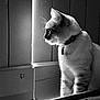 cat, animal, pet, window, black_and_white, indoor, whiskers, fur, collar, profile, light, shadow, serene, contemplative, feline, closeup, quiet, still_life, domestic, portrait
