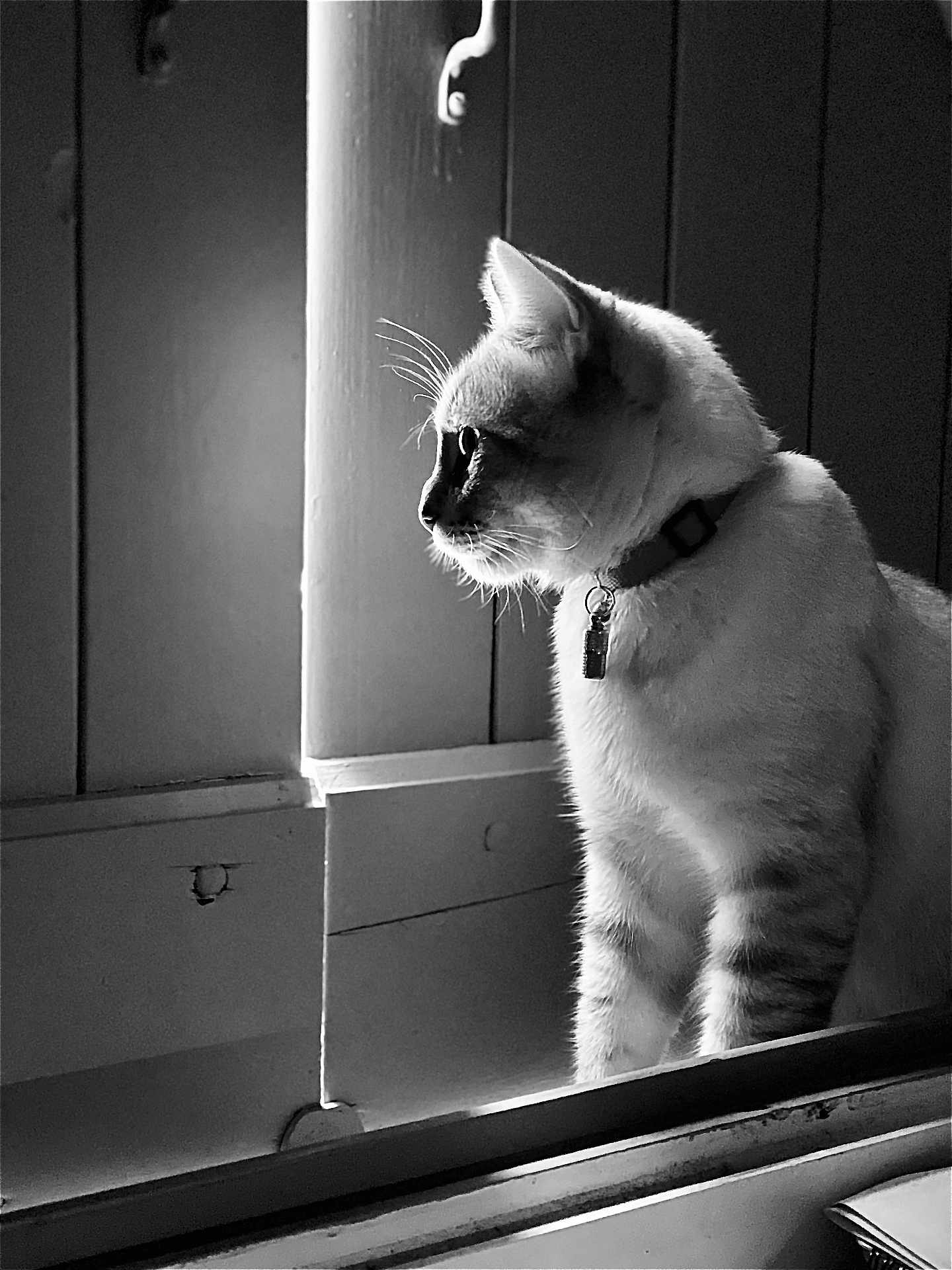 Sayan participe au concours pour gagner de l'argent avec cette photo : cat, animal, pet, window, black_and_white, indoor, whiskers, fur, collar, profile, light, shadow, serene, contemplative, feline, closeup, quiet, still_life, domestic, portrait