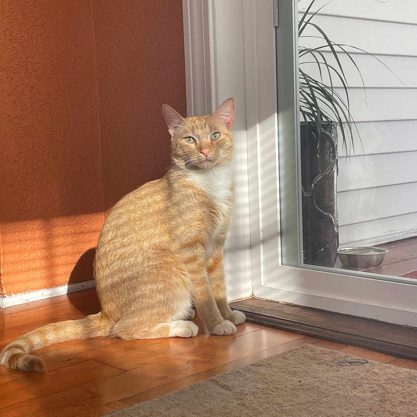 Toby is registered to the contest to win money with this photo: cat, orange_tabby, indoor, sunlight, wooden_floor, glass_door, shadow, plant, potted_plant, carpet, wall, pet, animal, domestic_cat, sitting, relaxed, daylight, home, floor, window