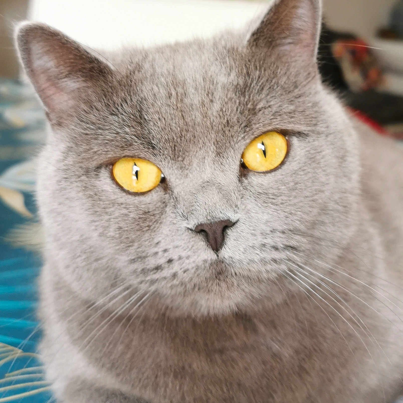 Rap participe au concours pour gagner de l'argent avec cette photo : abyssinian, angora, animal, cat, gray, kitten, manx, pet, siamese, snout