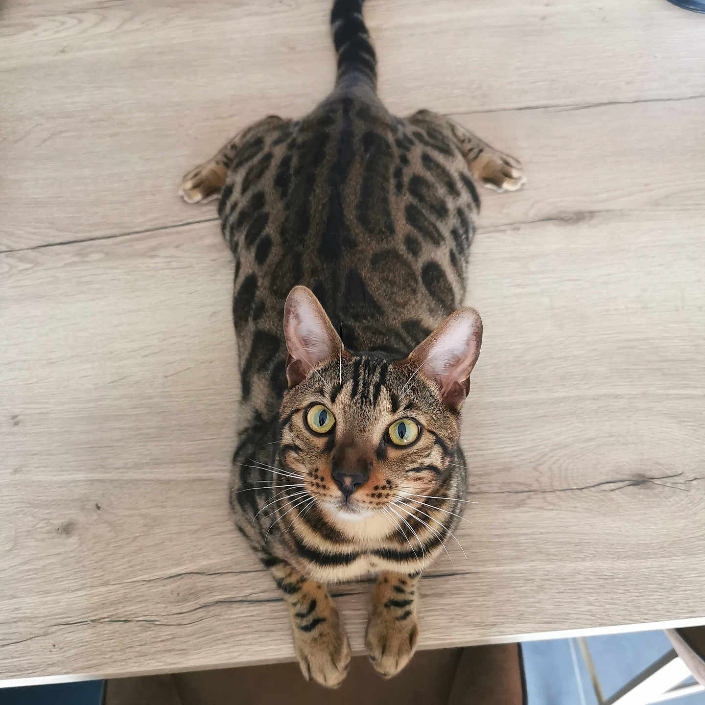 Tupac a rejoint le concours — aidez-le/la à gagner de superbes lots ! abyssinian, animal, cat, desk, diningtable, egyptiancat, furniture, hardwood, indoors, interiordesign, kitten, manx, ocelot, panther, pet, plywood, table, tabletop, wood