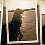 Yoda a rejoint le concours — aidez-le/la à gagner de superbes lots ! dog, beach, sunset, silhouette, photo_print, clothespin, sand, outdoor, animal, leash, nature, sky, shadow, photography, artistic, frame, sunlight, landscape, pet, calm