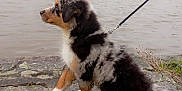 Yoda participe au concours pour gagner de l'argent avec cette photo : animal, autumn, canine, curious, dog, fall, grass, lake, leash, merle, nature, outdoor, park, pet, puppy, side_view, stone_wall, trees, water, young_dog