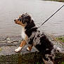 animal, autumn, canine, curious, dog, fall, grass, lake, leash, merle, nature, outdoor, park, pet, puppy, side_view, stone_wall, trees, water, young_dog