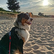 Yoda participe au concours pour gagner de l'argent avec cette photo : dog, beach, sand, sunlight, leash, harness, outdoor, nature, trees, sky, clouds, pet, animal, sun, daytime, canine, fence, happy, sitting, landscape