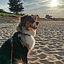 dog, beach, sand, sunlight, leash, harness, outdoor, nature, trees, sky, clouds, pet, animal, sun, daytime, canine, fence, happy, sitting, landscape