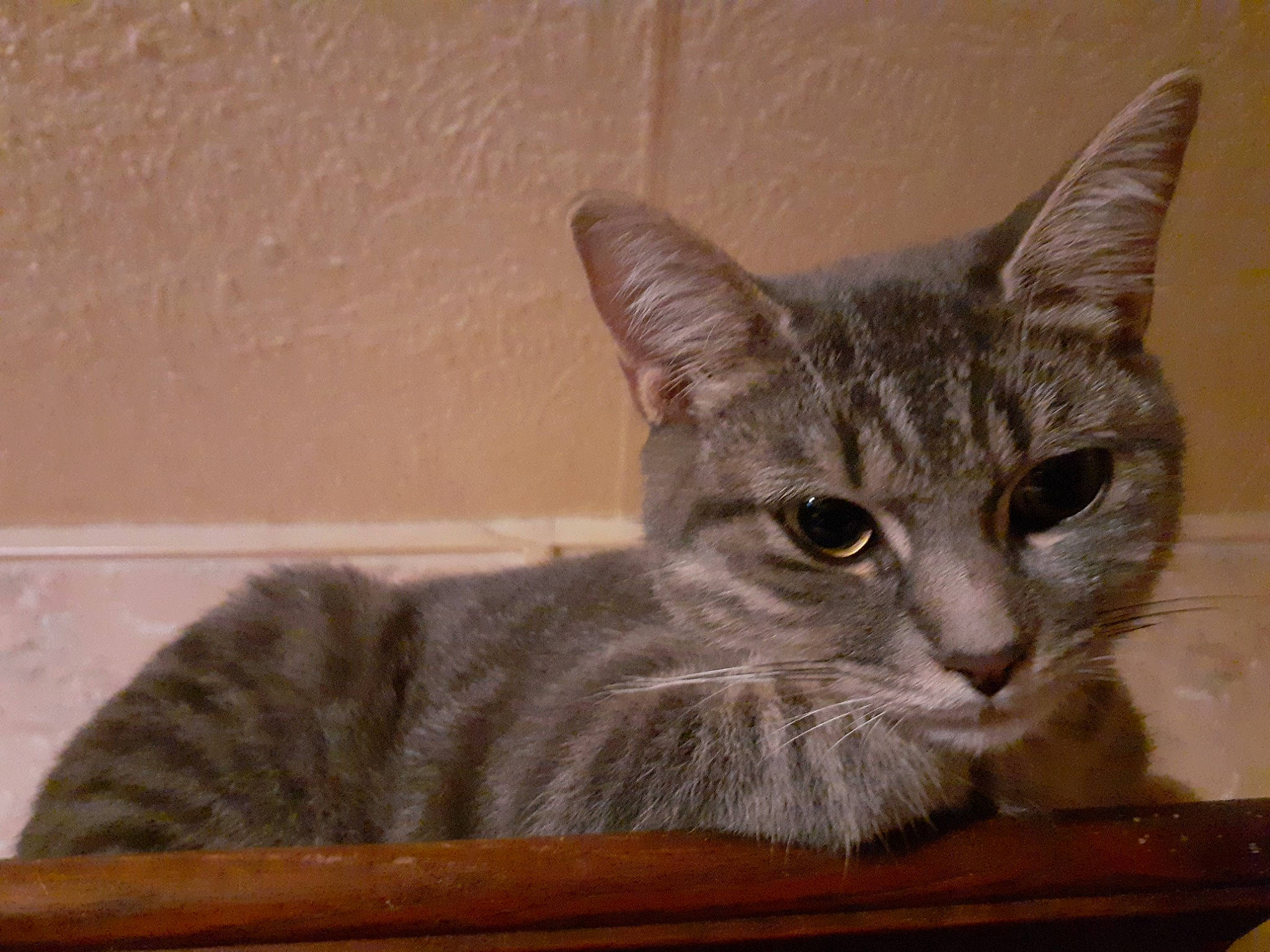 Choupie participe au concours pour gagner de l'argent avec cette photo : box, carnivore, cat, cat_furniture, cat_supply, domestic_short_haired_cat, felidae, fur, small_to_medium_sized_cats, snout, whiskers, window, wood