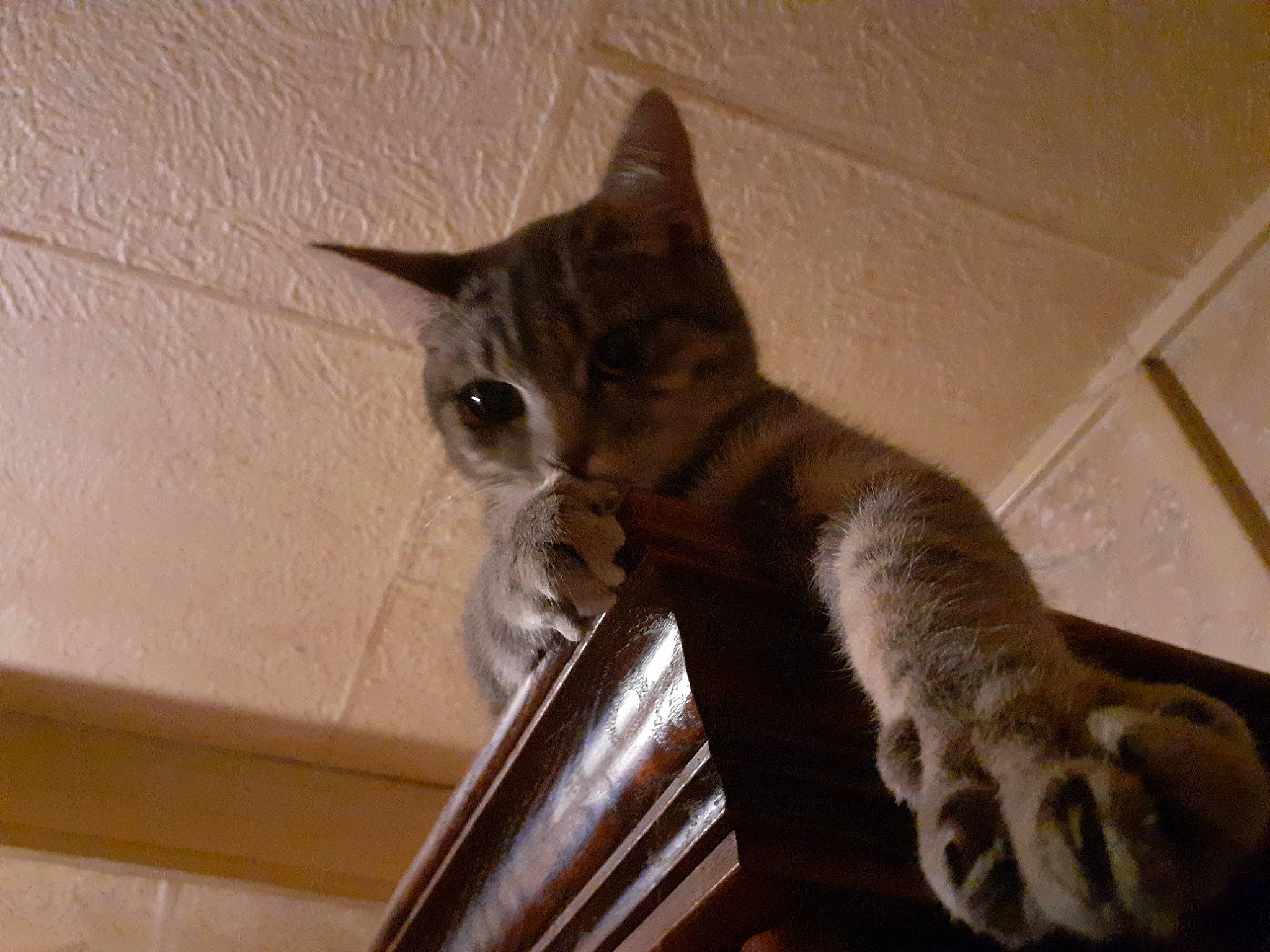 Vaillant participe au concours pour gagner de l'argent avec cette photo : carnivore, cat, ceiling, domestic_short_haired_cat, fawn, felidae, flooring, fur, hardwood, paw, room, small_to_medium_sized_cats, snout, stairs, tail, tonkinese, whiskers, wood