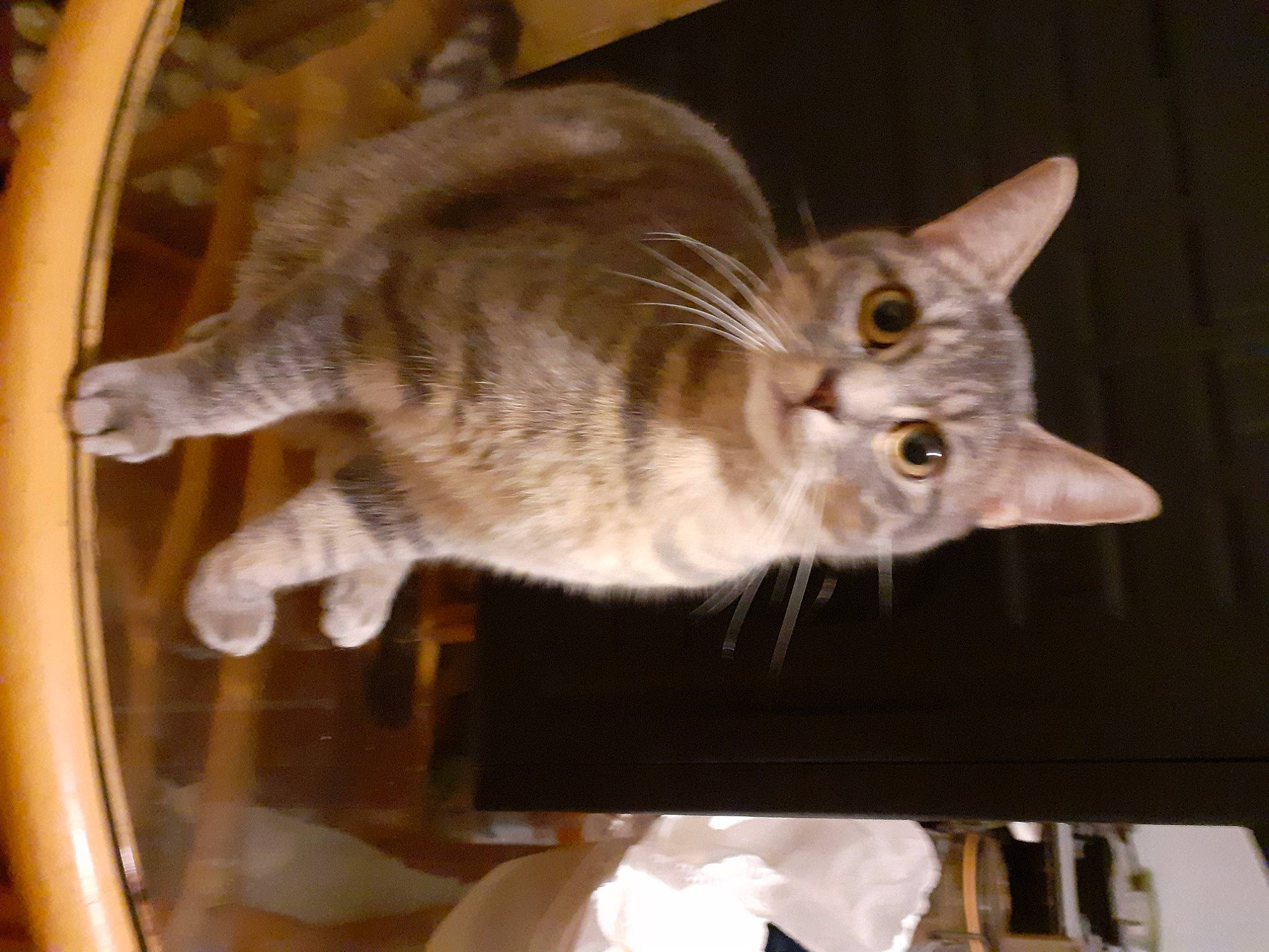 Vaillant a rejoint le concours — aidez-le/la à gagner de superbes lots ! carnivore, cat, cat_supply, domestic_short_haired_cat, ear, fawn, felidae, fur, mammal, paw, small_to_medium_sized_cats, snout, tail, vehicle_door, vertebrate, whiskers, window