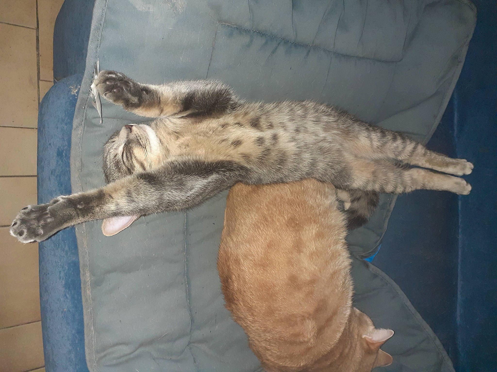 Vaillant participe au concours pour gagner de l'argent avec cette photo : canidae, carnivore, cat, claw, dog_breed, domestic_short_haired_cat, felidae, foot, fur, nile_crocodile, paw, small_to_medium_sized_cats, snout, sporting_group, tail, terrestrial_animal, whiskers, wildlife