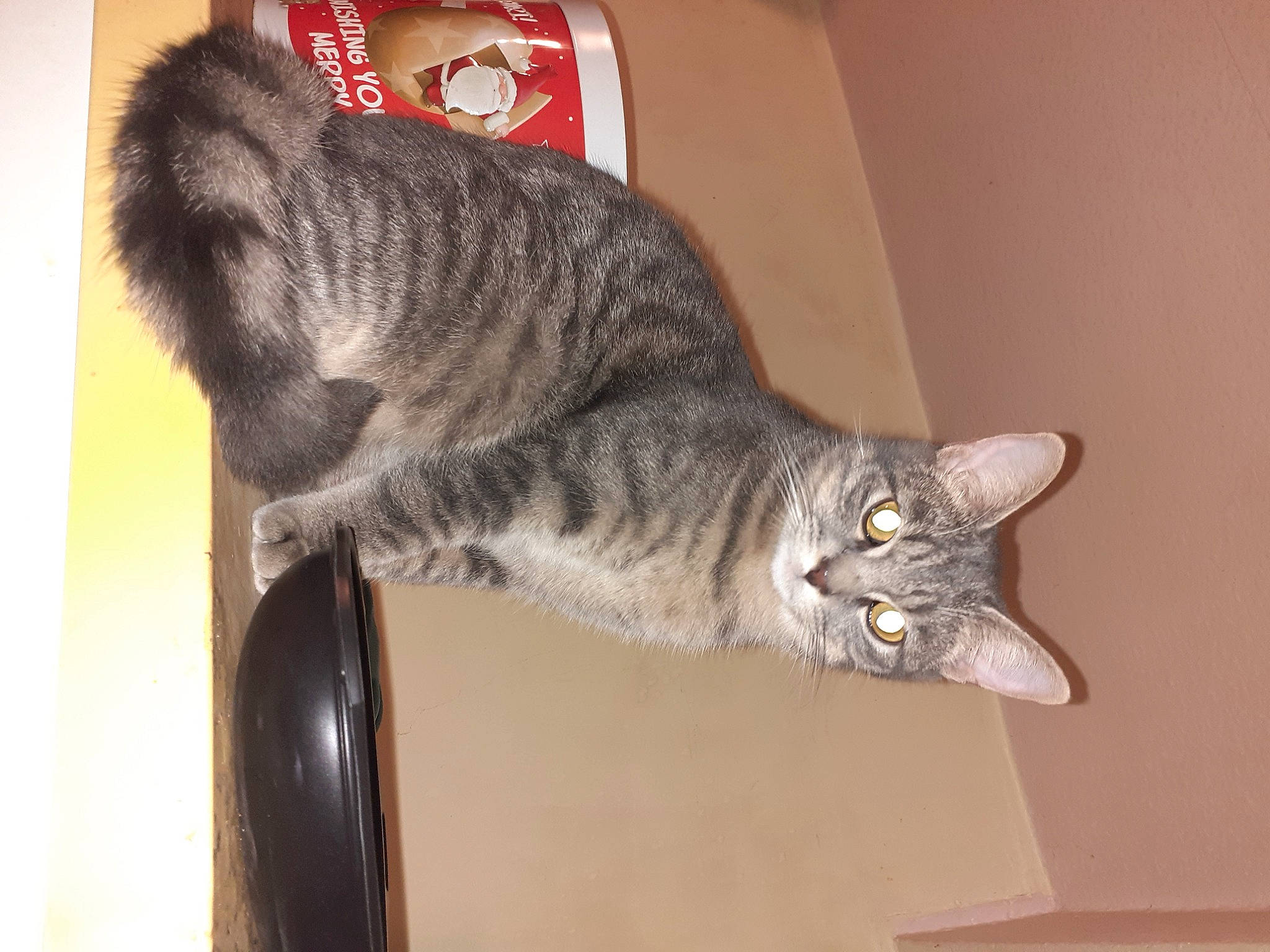 Vaillant participe au concours pour gagner de l'argent avec cette photo : carnivore, cat, domestic_short_haired_cat, felidae, fur, grey, small_to_medium_sized_cats, snout, tail, terrestrial_animal, whiskers, wood