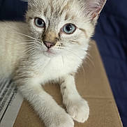 Angel a rejoint le concours — aidez-le/la à gagner de superbes lots ! kitten, cat, blue_eyes, fur, paws, cardboard_box, close_up, pet, animal, young, cute, whiskers, indoor, resting, soft, curious, feline, portrait, domestic_cat, relaxed