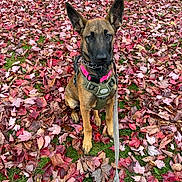 Rosey is registered to the contest to win money with this photo: dog, belgian_malinois, autumn, fall_leaves, leaves, grass, tree_trunk, outdoor, pet, canine, sitting, harness, collar, leash, nature, park, young_dog, brown_dog, alert, closeup