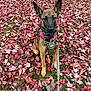 dog, belgian_malinois, autumn, fall_leaves, leaves, grass, tree_trunk, outdoor, pet, canine, sitting, harness, collar, leash, nature, park, young_dog, brown_dog, alert, closeup