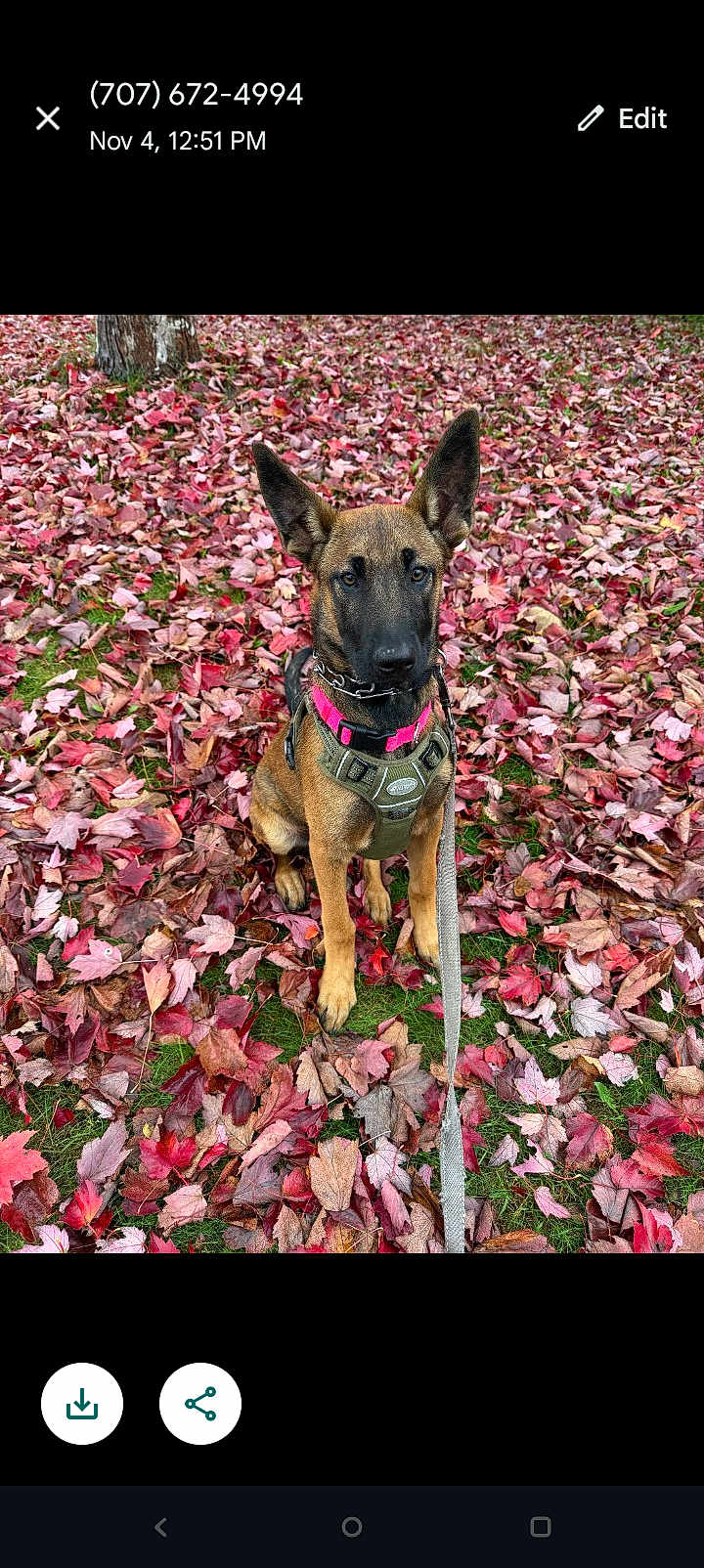 Rosey is registered to the contest to win money with this photo: dog, belgian_malinois, autumn, fall_leaves, leaves, grass, tree_trunk, outdoor, pet, canine, sitting, harness, collar, leash, nature, park, young_dog, brown_dog, alert, closeup