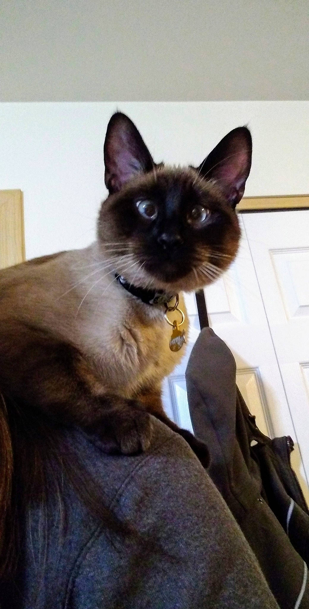 Dizzy is registered to the contest to win money with this photo: asian, balinese, birman, burmese, carnivore, cat, fawn, felidae, havana_brown, javanese, korat, mammal, oriental_longhair, oriental_shorthair, siamese, small_to_medium_sized_cats, thai, tonkinese, vertebrate, whiskers