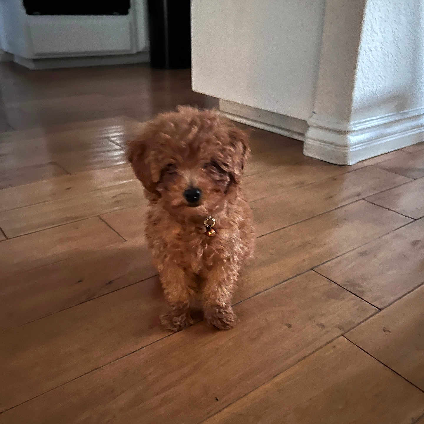 Tupac joined the competition — help win amazing prizes! airedale, animal, canine, cockerspaniel, dog, hardwood, indoors, interiordesign, pet, plywood, poodle, puppy, stainedwood, terrier, wood, woodpanels