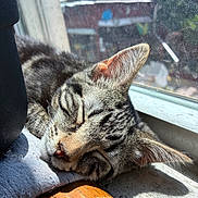 Meeko is registered to the contest to win money with this photo: cat, closeup, cozy, daylight, ears, fabric, feline, fur, home, indoor, peaceful, pet, relaxed, resting, sleeping, sunlight, tabby_cat, whiskers, window, wood
