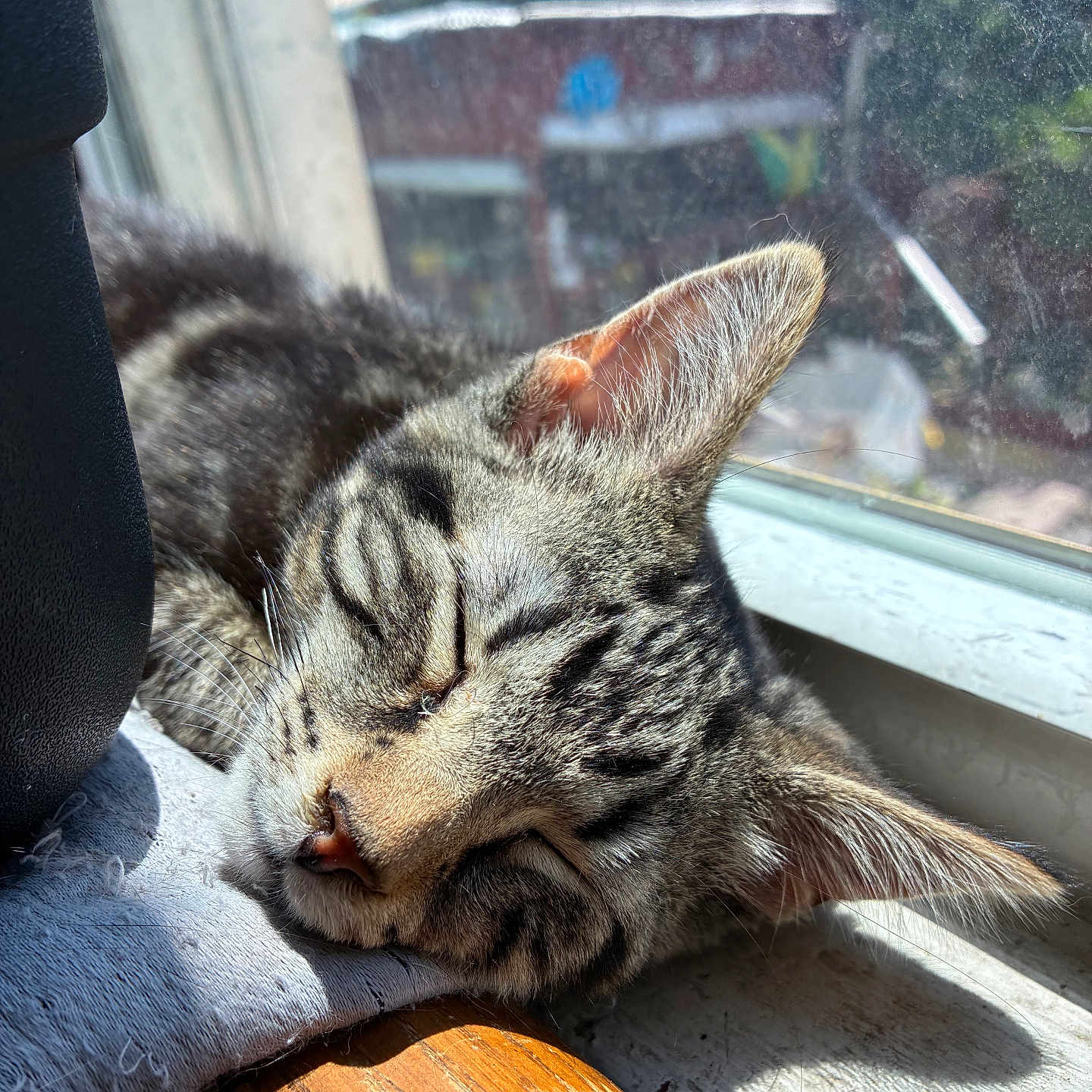 Meeko