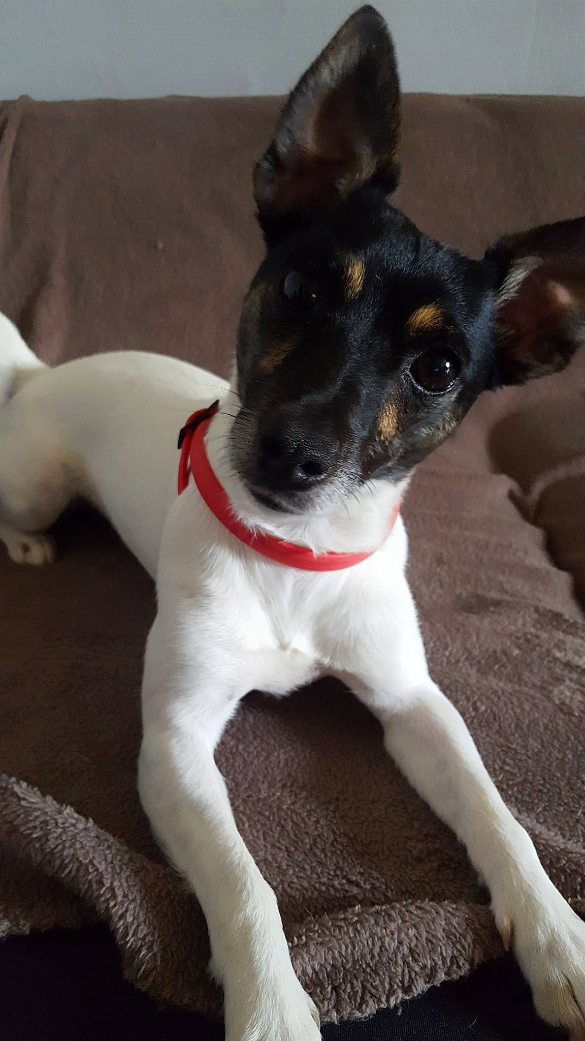 Lila a rejoint le concours — aidez-le/la à gagner de superbes lots ! brazilian_terrier, canidae, carnivore, chilean_fox_terrier, danish_swedish_farmdog, dog, dog_breed, english_toy_terrier, feist, fox_terrier, japanese_terrier, mammal, miniature_fox_terrier, rat_terrier, ratonero_bodeguero_andaluz, smooth_fox_terrier, teddy_roosevelt_terrier, tenterfield_terrier, toy_fox_terrier, vertebrate