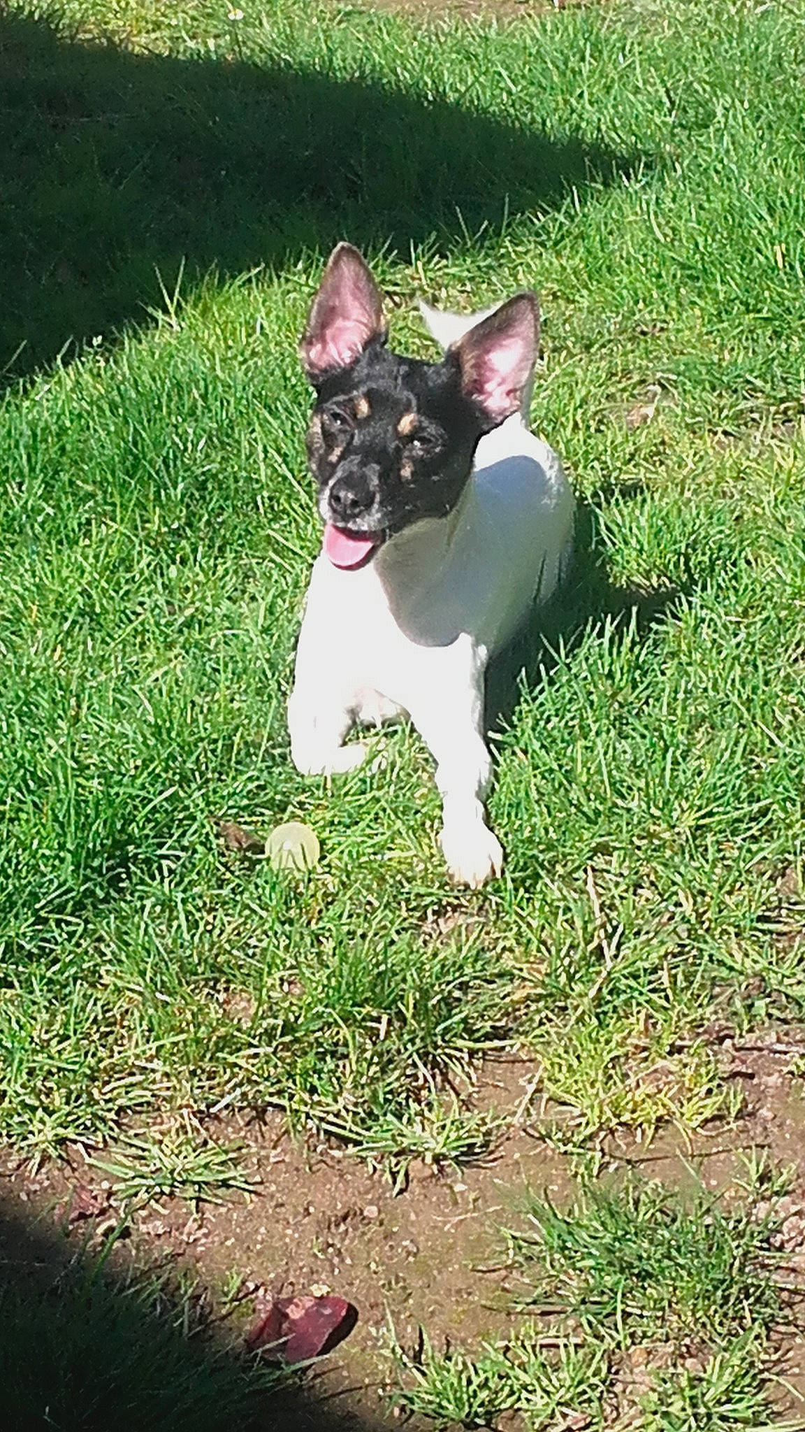 Lila participe au concours pour gagner de l'argent avec cette photo : canidae, carnivore, companion_dog, dog, dog_breed, feist, grass, mammal, miniature_fox_terrier, plant, rat_terrier, ratonero_bodeguero_andaluz, smooth_fox_terrier, sporting_group, teddy_roosevelt_terrier, tenterfield_terrier, terrier, toy_fox_terrier, vertebrate