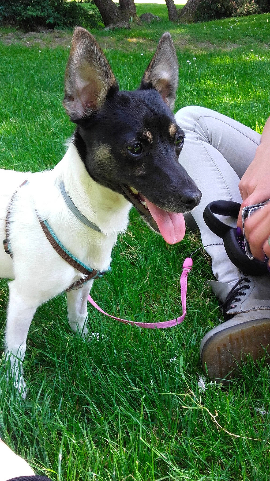 Lila a rejoint le concours — aidez-le/la à gagner de superbes lots ! canidae, carnivore, companion_dog, dog, dog_breed, english_toy_terrier, feist, grass, mammal, miniature_fox_terrier, rare_breed_dog, rat_terrier, smooth_fox_terrier, teddy_roosevelt_terrier, tenterfield_terrier, terrier, toy_fox_terrier, vertebrate