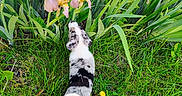 Dj joined the competition — help win amazing prizes! puppy, dog, grass, flowers, yellow_flowers, purple_flowers, greenery, plants, outdoor, nature, garden, irises, curious, small_dog, black_and_white, animal, young_dog, sniffing, colorful, spring