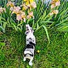 puppy, dog, grass, flowers, yellow_flowers, purple_flowers, greenery, plants, outdoor, nature, garden, irises, curious, small_dog, black_and_white, animal, young_dog, sniffing, colorful, spring
