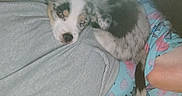 Dj joined the competition — help win amazing prizes! dog, puppy, person, lap, blanket, pajamas, indoor, sleepy, cozy, resting, curled_up, animal, pet, fur, comfort, relaxation, home, soft, casual, companion