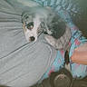 Dj joined the competition — help win amazing prizes! dog, puppy, person, lap, blanket, pajamas, indoor, sleepy, cozy, resting, curled_up, animal, pet, fur, comfort, relaxation, home, soft, casual, companion