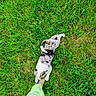 Dj joined the competition — help win amazing prizes! cat, grass, foot, barefoot, person, animal, pet, outdoor, greenery, nature, playful, spotted_cat, candid, top_view, summer, casual, affection, field, grass_blades, paw