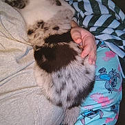 Dj is registered to the contest to win money with this photo: kitten, cat, animal, pet, fur, spotted, hand, lap, pajamas, clothing, pattern, striped_blanket, person, resting, cozy, indoors, comfort, cute, small_animal, sleeping