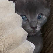 Pebbles joined the competition — help win amazing prizes! kitten, cat, gray_cat, blanket, cozy, peeking, curious, fur, cute, animal, pet, eyes, soft_texture, indoor, closeup, small, young_cat, hiding, comfort, warm