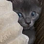 kitten, cat, gray_cat, blanket, cozy, peeking, curious, fur, cute, animal, pet, eyes, soft_texture, indoor, closeup, small, young_cat, hiding, comfort, warm